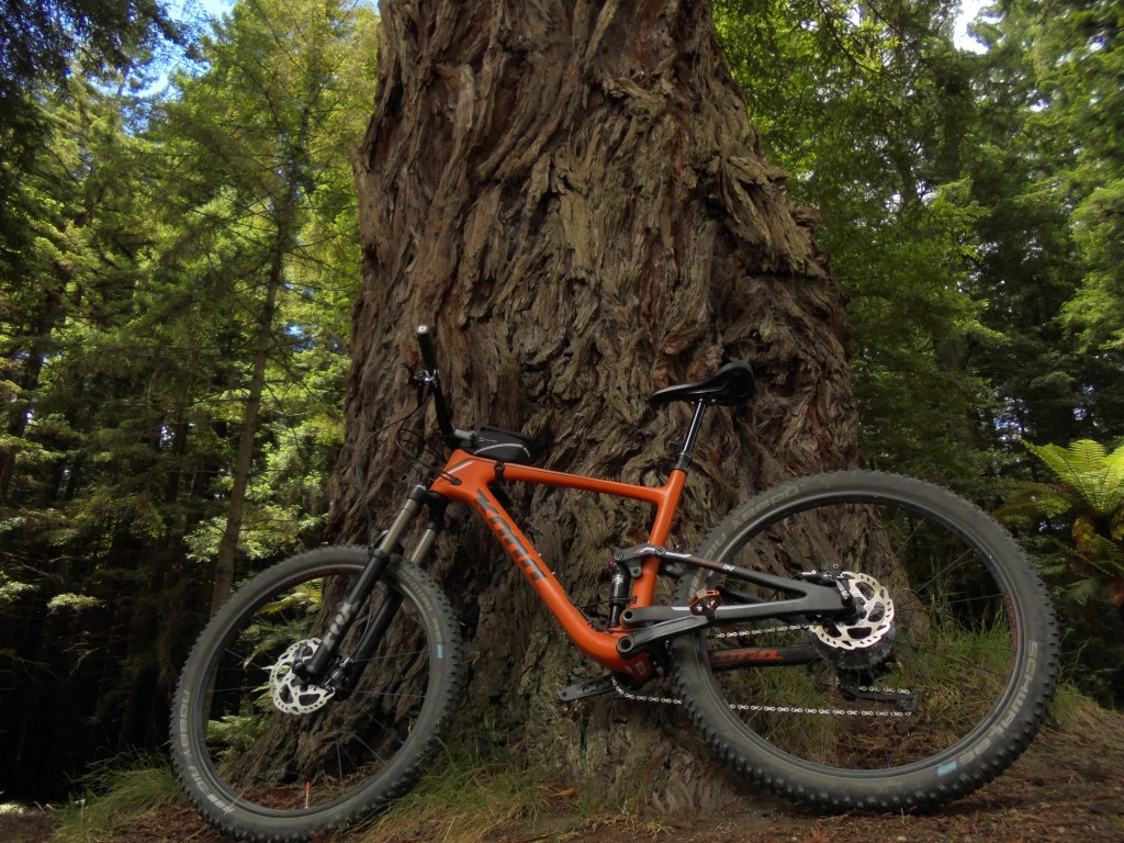 bike tree stand