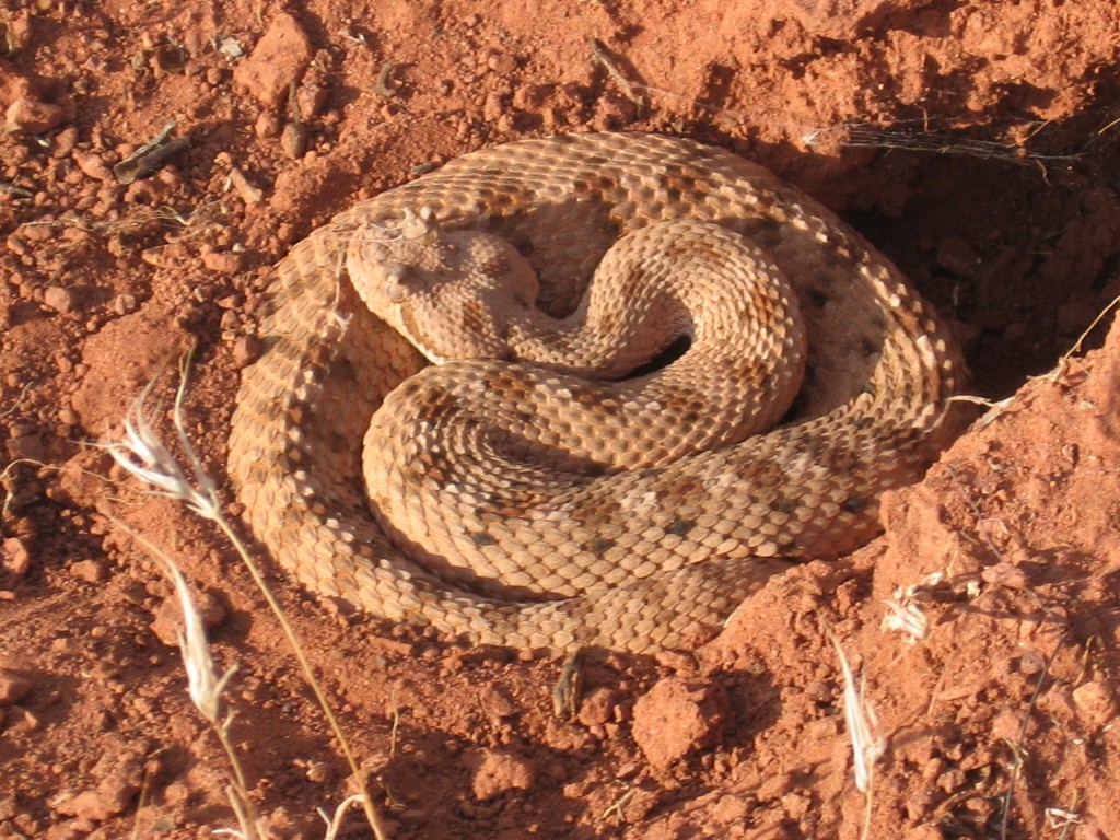 sidewinder rattlesnake on Bear Claw Poppy trail