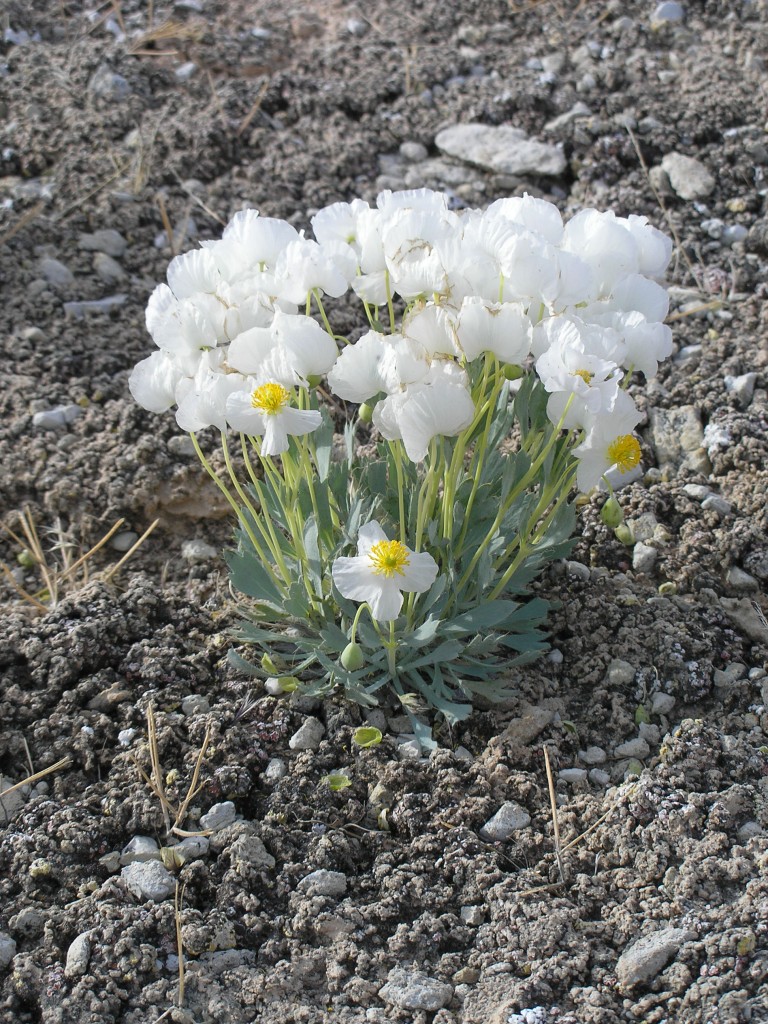 Bear Claw Poppy