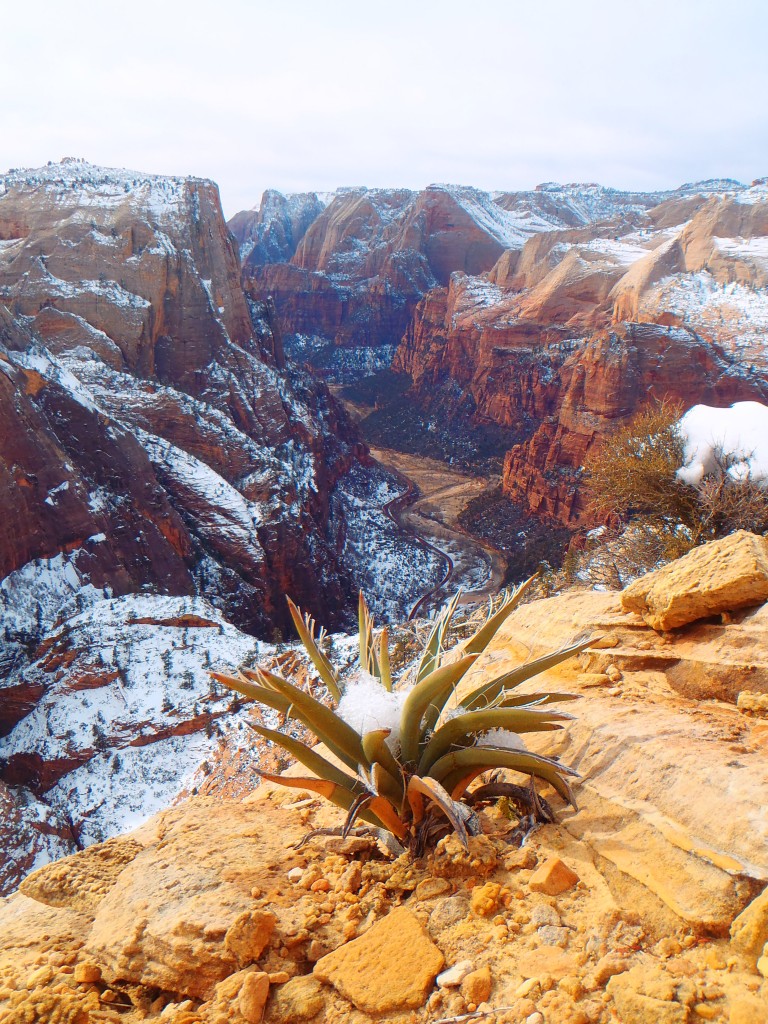 Through much of the late winter, Zion National Park is sprinkled with snow, adding just one more layer to an already incredible landscape.