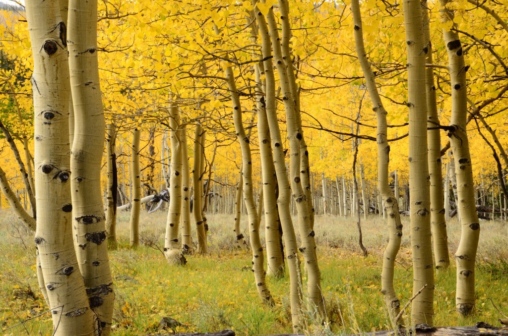 Aspens trees near Brian Head